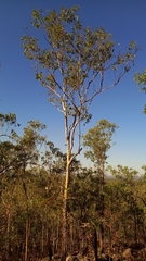 Eucalyptus miniata