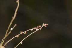 Gonocarpus chinensis