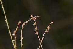 Gonocarpus chinensis