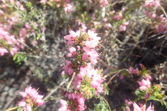 Erica interrupta