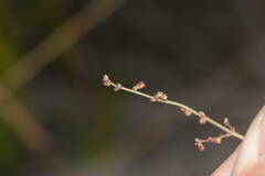Gonocarpus chinensis