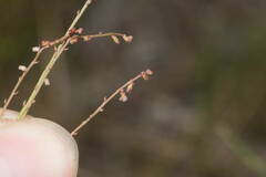 Gonocarpus chinensis