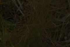 Gonocarpus chinensis