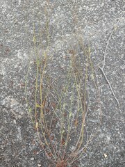 Gonocarpus chinensis