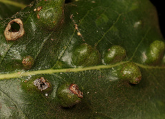 Eriophyes inermae