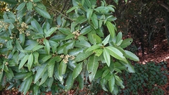 Persea indica