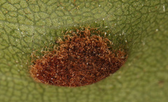 Eriophyes inermae