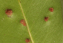 Eriophyes inermae
