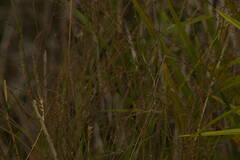 Gonocarpus chinensis