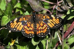 Chlosyne definita