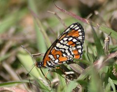Chlosyne definita