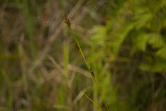 Rhynchospora rugosa