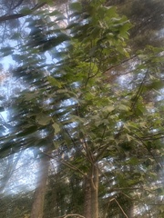 Brachychiton discolor