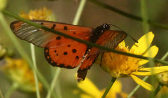 Acraea neobule