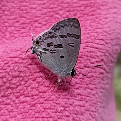 Hypolycaena kina