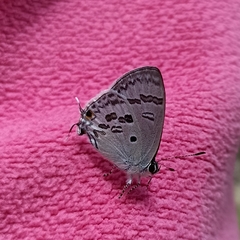 Hypolycaena kina