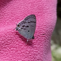Hypolycaena kina