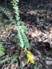 Bossiaea rhombifolia