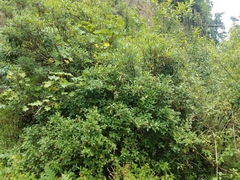 Comarostaphylis discolor