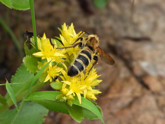 Phalerimeris phalerata