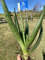 Gasteria