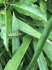 Conocephalus exemptus