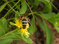 Phalerimeris phalerata