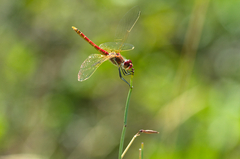 Sympetrum fonscolombii