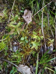 Pinguicula alpina