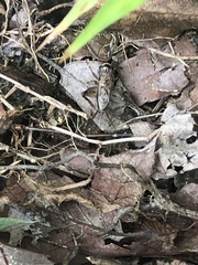 Loxoblemmus sylvestris