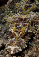 Crocodile Fish photo 2