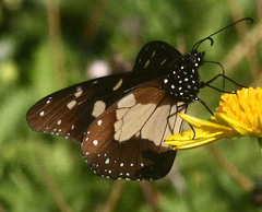 Amauris albimaculata