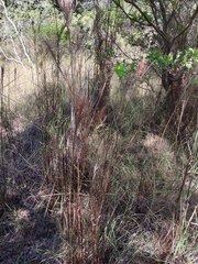 Schizachyrium condensatum