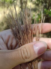 Schizachyrium condensatum