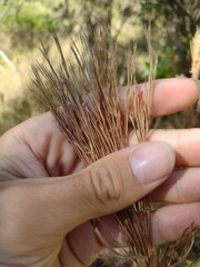 Schizachyrium condensatum