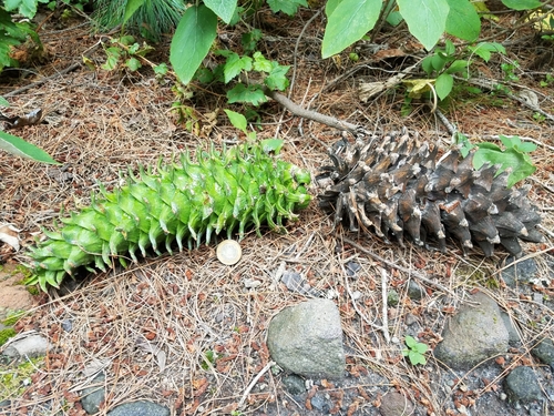 Mexican white pine (Pinus ayacahuite)