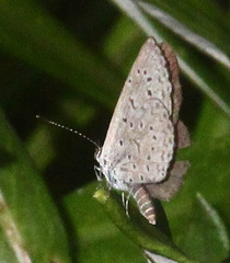 Zizeeria knysna