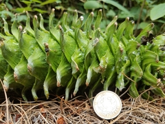 Pinus ayacahuite