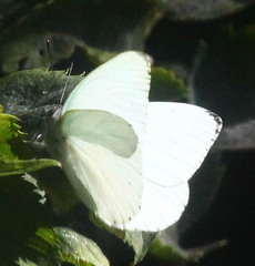 Dixeia charina