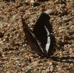 Eurytela hiarbas
