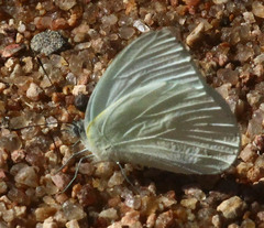 Dixeia charina