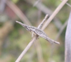 Vandiemenella viatica