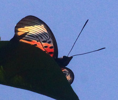 Pseudacraea boisduvalii