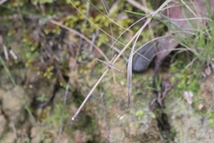 Vandiemenella viatica