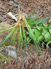 Pinus ayacahuite