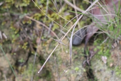 Vandiemenella viatica