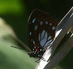 Charaxes wakefieldi