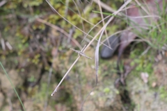 Vandiemenella viatica