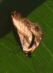 Eurytela dryope