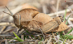 Lobosceliana